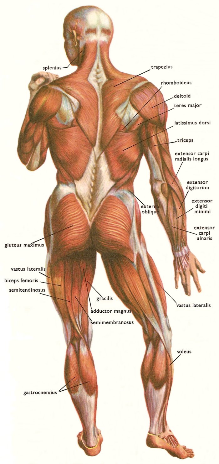 Human back - Wikipedia