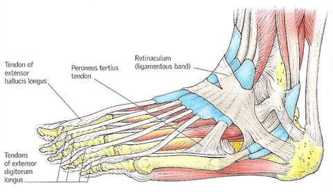 foot ligaments anatomy