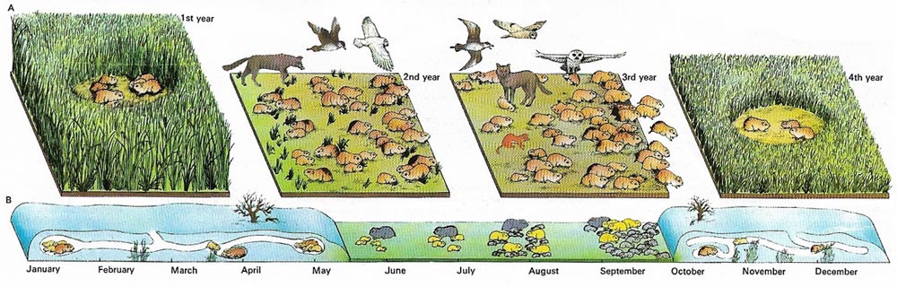 Lemmings and Chickens. Lemmings Small rodents usually found in the